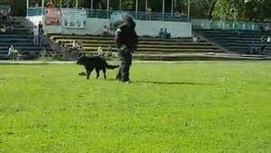 ЗКС(пр). Охрана вещи.