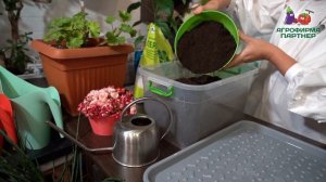 КАК ОРГАНИЗОВАТЬ ЗИМНИЙ ОГОРОД