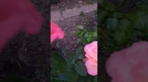 Роза Чикаго Пис.ч/г ,09.06.23г