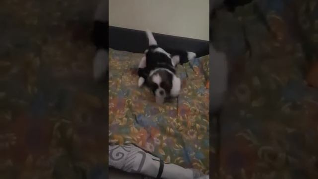 🐶😊💕 Ши-тцу́ 狮子 Играем вместе💕💕 🐶\Wonderful ShihTzu🐶😊💕#пес #щенок #собака#шитцу смотреть онлайн
