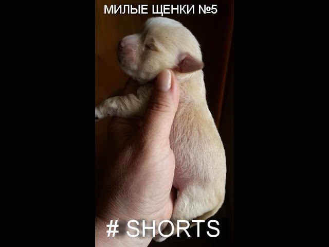 #shorts ЩЕНКИ СМЕШНЫЕ 5 #FunnyDogs / Милота