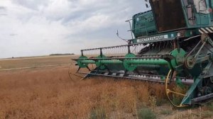 Уборка канадского кориандра Пуэбло. 09.07.2022