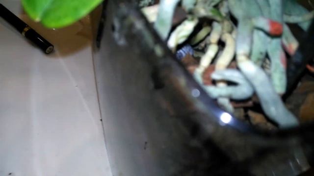 Орхидея бабочка Паваротти пересадка после покупки смотреть онлайн