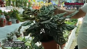 Наманганда катта Гул байрами, Гуллар нархи. Гуллар ярмаркаси