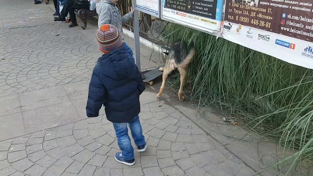 Собака катается на скейтборде смотреть онлайн