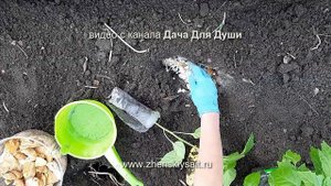 СПИТОЙ ЧАЙ - как удобрение на огороде