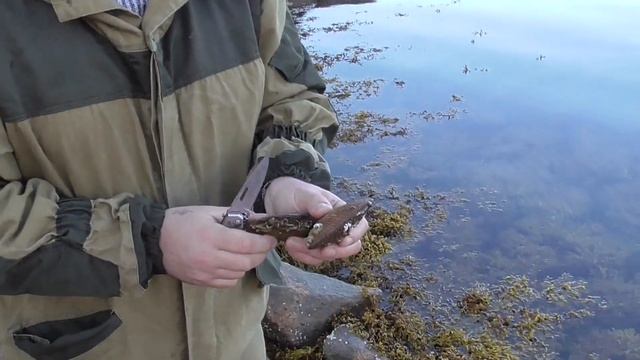 Едим морской гребешок прям с берега залива.А также находим огромные грибы.Щедрый август 2020 смотреть онлайн