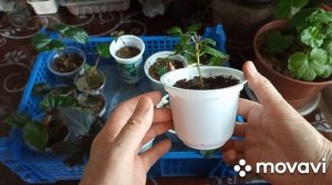 Формировка фуксии на штамбе( начало), укореняю черенки фуксии