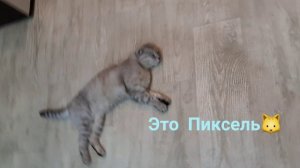 Милое трио🐈🐱🐕