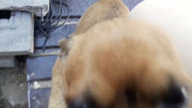 Как сделать поделку в детский сад своими руками лайфхак Домик для Совы на детскую площадку lifehac смотреть онлайн