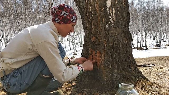 Как добыть Березовый сок/ Как собирать правильно без вреда смотреть онлайн