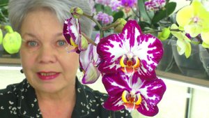 Новинки - Покупки Орхидей в Леруа. Сравнительный Анализ Орхидеи АЛАДДИН и РЕМБРАНТ -  БигЛипы