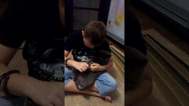 как правильно обрезать когти коту смотреть онлайн