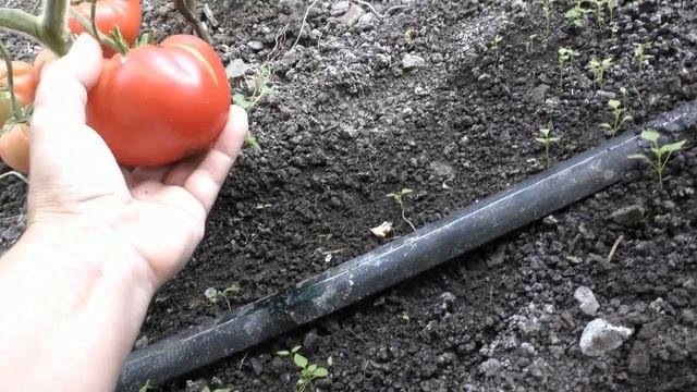 Томаты 2022 года . Рецензия на сорта.