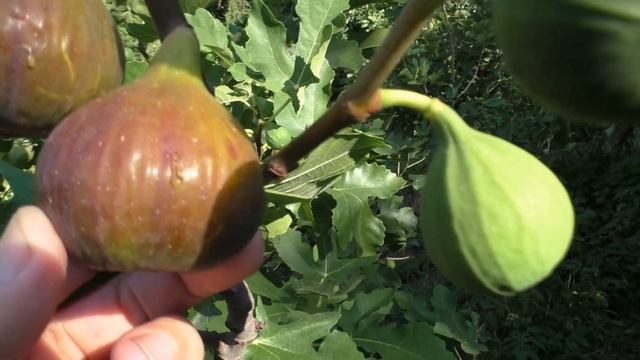 Инжир Гизель( Фиолетовый из Фретты),2 й урожай смотреть онлайн