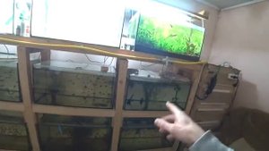 Плотная кладка икры Черных Скалярий на разводне аквариумных рыб