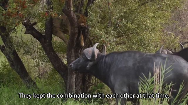 獅子被野牛圍困在樹上Lion trapped in tree by bison смотреть онлайн