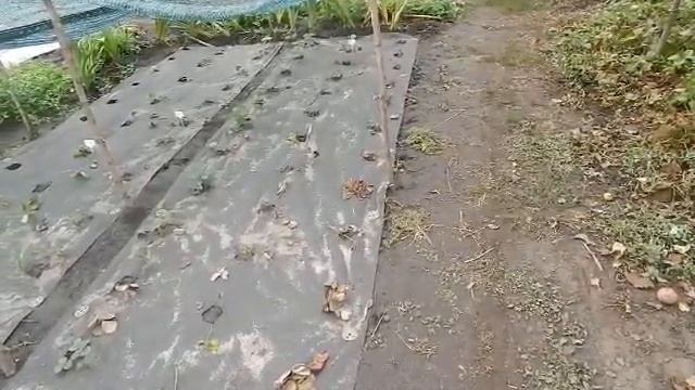 ещё посадки клубники и досбор урожая винограда плевен макс гроздь 900гр смотреть онлайн