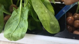 Гидропоника у Вас на подоконнике