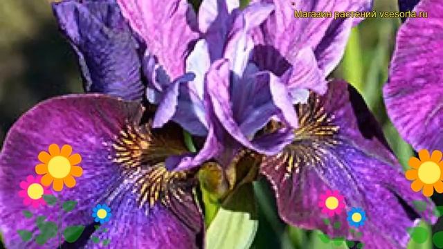 Ирис сибирский Ревущее желе. Краткий обзор, описание характеристик iris sibirica Roaring Jelly смотреть онлайн