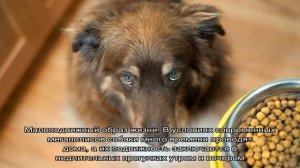 Собака отказывается от сухого корма: почему и что делать