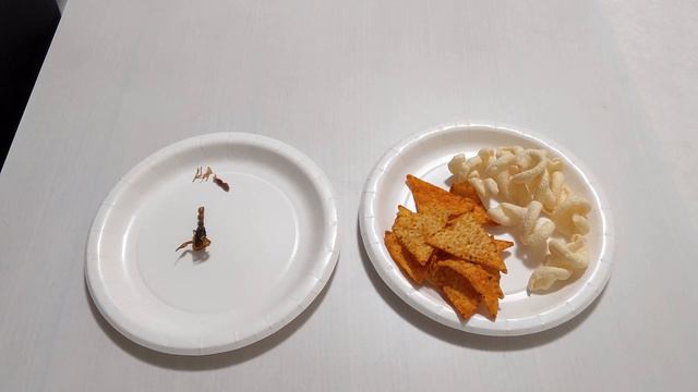 【昆虫食】さそりサンドにかぶりつく【おろちんゆーさん風】 смотреть онлайн