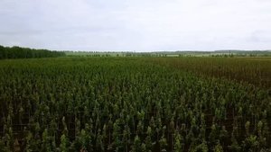 Питомник растений Вергер