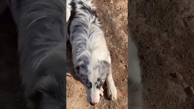 Бордер Колли помогает пасти овец коров Калмыкия