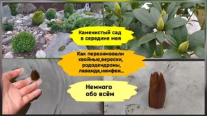 Каменистый сад в мае. Как перезимовали растения (2022 г.)