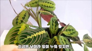 마란타 레우코네우라prayer plant 징그럽지만 끌리는 신기한 식물.marantaleuconeura열대우림느낌물씬.반전매력꽃까지