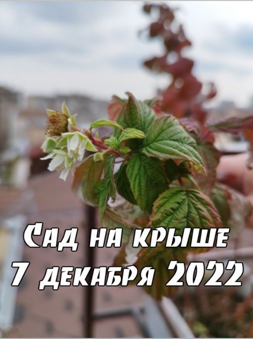 7 декабря 2022, а малина ещё цветёт!