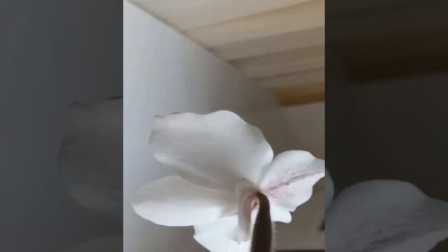 Paphiopedilum delenatii x niveum. смотреть онлайн