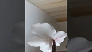 Paphiopedilum delenatii x niveum.