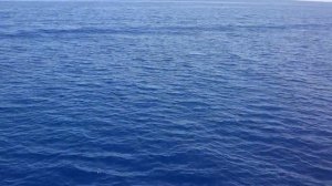 Чёрные плавники в Красном море.Black fins in the Red sea