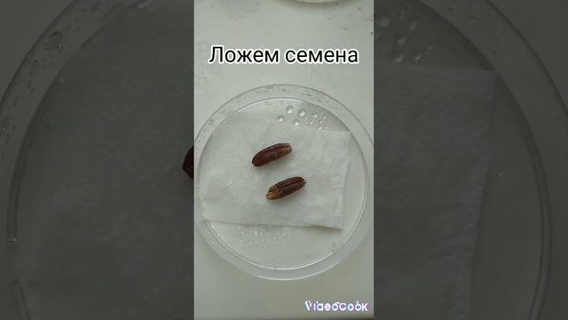 как вырастить финики