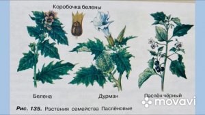 Биология 6 класс  (Пасечник) Параграф 51 «класс двудольные»