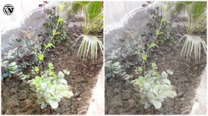 Samsung Galaxy S21 Ultra Vs Samsung Galaxy S20 FE Camera Test