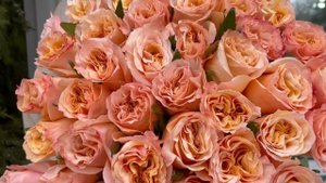 51 роза "Шиммер"