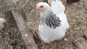 Зимнее содержание кур... в теплице. Эксперимент. 28 ноября.