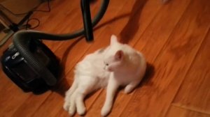 ангорский глухой кот