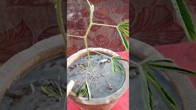 How to grow Mimosa plant at home | growing mimosa plant don’t tuech