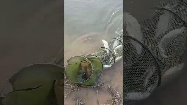 23.11.2022. РЫБАЛКА В УЗБЕКИСТАНЕ. АРНАСАЙ ДЮКЕР.ОСЕННЯЯ РЫБАЛКА. #baliqovi2022 #arnasoy смотреть онлайн