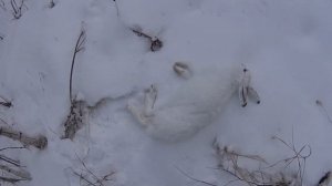 Охота на зайца!Русак и беляк в один день!