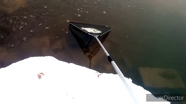 ЛЕЧЕНИЕ РЫБ       Дневник пруда 02/04/2021