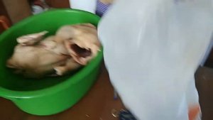 Выгодно ли выращивать бройлеров