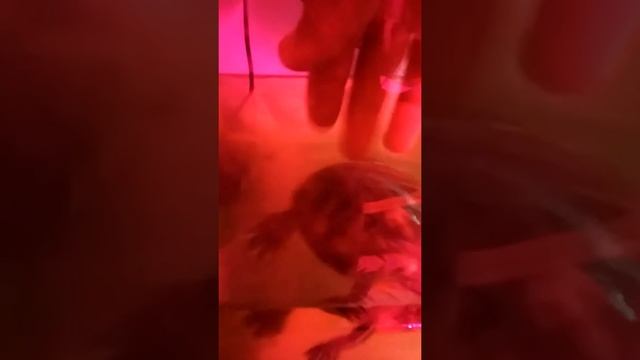 Сделал новое помещение для рачков , а также некоторые сожитили обитатели комнаты отдыха... смотреть онлайн