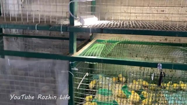 Вывод перепелов и бройлеров. Жизнь в деревне смотреть онлайн