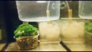 Пецилия дисковая синяя. Balloon platy.