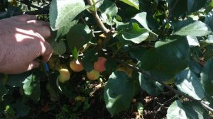 Яблоня "Жебровское"