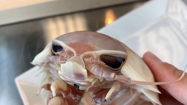 DOG vs ISOPOD | A Real Live Pokemon Kabuto Up Close смотреть онлайн